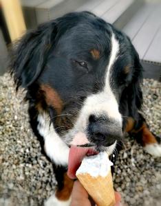 a black and white dog eating an ice cream cone at Ferienwohnung an der Barlter Mühle im ersten OG Nähe Nordsee in Barlt