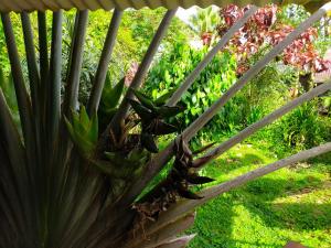 a close up of a large plant in a garden at Carbet Bawouette in Saül