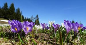 eine Gruppe lila Blüten im Gras in der Unterkunft Frühstückspension Bilgeri in Sulzberg