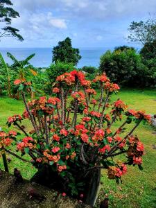 ein Strauß roter Blumen im Garten in der Unterkunft Rose Self Catering in Beau Vallon