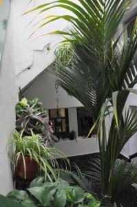 grupa roślin doniczkowych przed budynkiem w obiekcie Falow w mieście Las Palmas de Gran Canaria