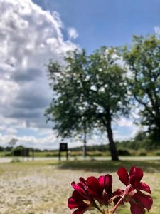 a red flower in front of a field with a tree at Les Gites du Valjoly 2 in Touvent