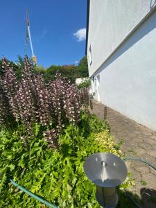 Zahrada ubytování Ferienwohnung Löwenzahn