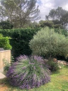 Ogród w obiekcie Villa du Soleil en Provence sur le Domaine du Golf de Pont Royal