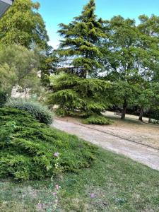 a tree in a park next to a dirt road at Studio aux portes de Paris in Chatou