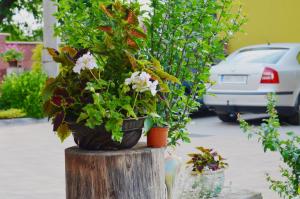 Ein Garten an der Unterkunft Penzion Aura