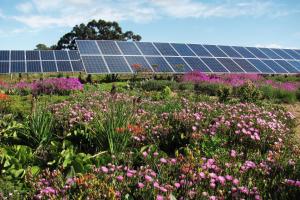 a field of flowers with solar panels in the background at Mitre's Edge Vineyard Studio in Klapmuts