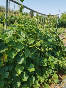 A garden outside Eco Glamping with Pool between Nafplio and Argos
