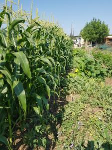 A garden outside Eco Glamping with Pool between Nafplio and Argos