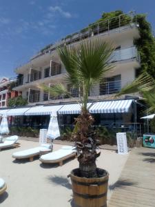 una palmera en una olla delante de un edificio en Prado Beach, en Sunny Beach