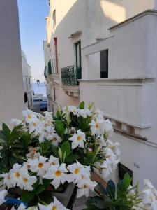 a bunch of white flowers in a pot on a building at B&B Fiore in Gallipoli