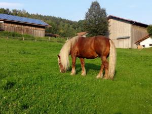 un caballo marrón con una melena blanca pastando en un campo en Urlaub auf dem Haberlhof, en Lohberg