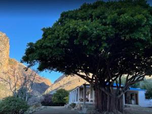 a large tree in front of a building with mountains in the background at Weltevrede Fig Farm in Prince Albert