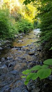 a stream of water with rocks and trees at Haus an der Radau in Bad Harzburg