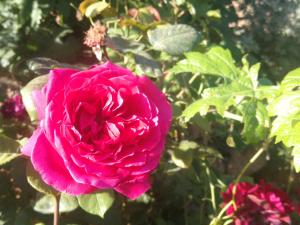 une rose rose pousse dans un jardin dans l'établissement Naturaleza , tranquilidad, barbacoa....que mas!, à La Degollada