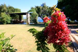 Ein Haufen roter Blumen auf einem Busch im Park. in der Unterkunft Seaside, relaxing family house with playground! Villa Lavrys 4 in Marathi