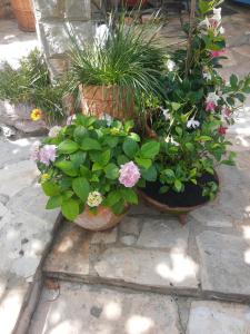 Fotografie z fotogalerie ubytování Sea-side Old Stone Villa with a private Garden v destinaci Budva