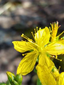 a yellow flower with yellow pollen on it at Arcamyrtus in Alghero