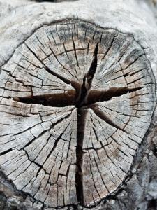 a close up of the rings of a tree stump at Arcamyrtus in Alghero