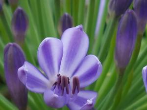 a close up of a purple flower in front at Arcamyrtus in Alghero