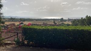 a view of a vineyard from behind a hedge at Villa Michela in Costa Rei