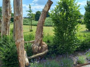 a group of trees in a garden with purple flowers at Le jardin des fagnes in Robertville