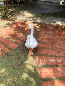 B&Bの敷地内または近くにいる動物