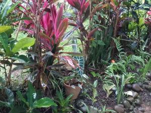 Ảnh trong thư viện ảnh của Casa el Jardin ở Fortuna +26 ảnh