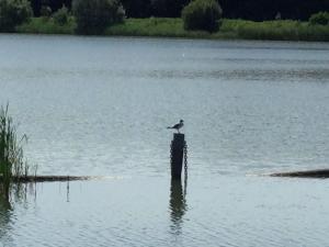 Foto de la galería de De indiaan en Noord-Scharwoude