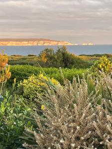 a field of plants with the ocean in the background at Cliff top Garden room in Milford on Sea