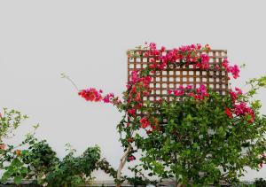 a building with pink flowers on top of it at Dorkas Luxury Rooms&Apartments in Livadakia