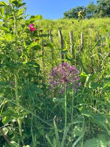 Billede fra billedgalleriet på Ferienhaus Elisenhuus i Tönning