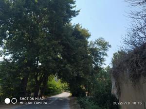 a road with trees on the side of the road at GIOTAS APARTMENTS - STUDIOS in Argalasti