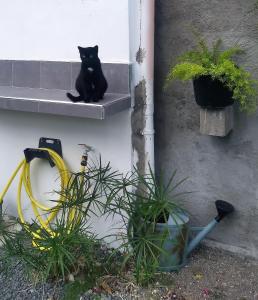 Domácí mazlíčci ubytovaní s hosty v ubytování Chambre avec cuisine et SDB semi-privatives separées dans un ecrin de verdure