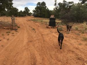 two dogs are walking down a dirt road at Indian Canyon Ranch in Verdure