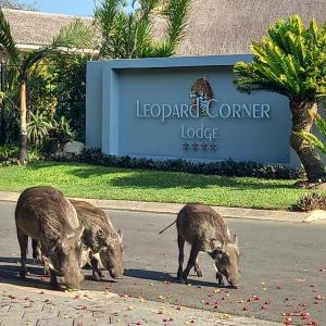 dos cerdos pastando en la calle frente a un hotel en Leopard Corner Lodge en St Lucia
