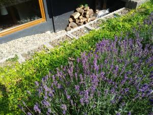 Zahrada ubytování Orchidee Altenau