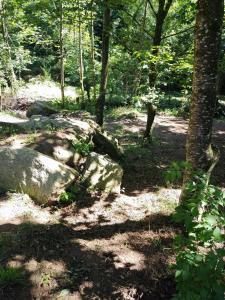 a wooded area with rocks and a tree and trees at ty dreux entre terre et mer in Saint-Thégonnec