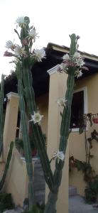 a cactus with flowers on it in front of a house at Roula House in Nýmfai