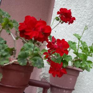 dois vasos de plantas com flores vermelhas em Apartman Biljana em Berovo