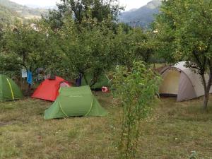 un grupo de tiendas de campaña en un campo con árboles en Camp Panorama, en Guča