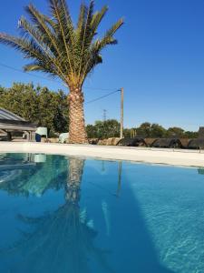 a palm tree sitting next to a swimming pool at Au domaine de Gigie in Chervettes