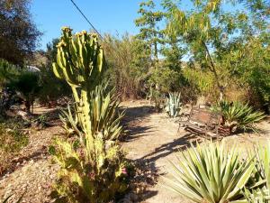 een bankje in het midden van een tuin met cactus bij Relax y Descanso in Aspe