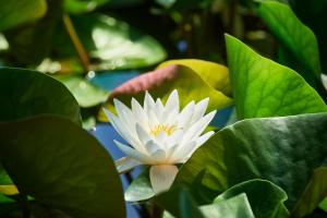 a white water lily in a pond with leaves at Pikol Lake Village Boutique Glamping in Nova Gorica