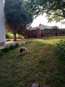 a dog walking in a yard next to a fence at Domek w spokojnej podlaskiej wsi in Czerwonki