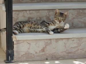 a cat laying on a step with its paw on its tail at Katerina Apartments in Kokkari
