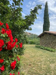 um jardim com flores vermelhas e uma árvore em La casa dei caprioli appartamento in casale em Montepulciano