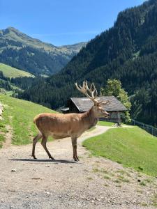 a deer with antlers standing on a dirt road at Haizelrock in Kirchberg in Tirol