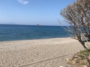 a sandy beach with a tree and the ocean at Bikini Patti beach in Patti