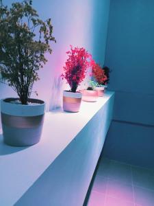 a row of potted plants sitting on a shelf at Lee Residences by JAL in Legazpi
